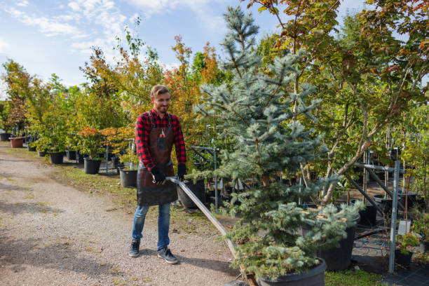 Best Tree Disease Treatment  in Oakley, KS